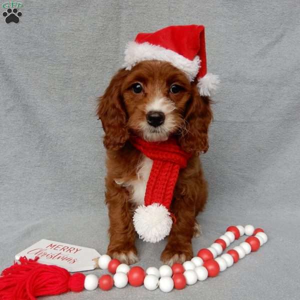 Scout, Cavapoo Puppy